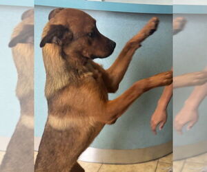 Willow and Sage - Female Boxador Dog for Adoption - Photo #3