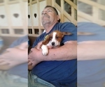 Small Photo #17 Dachshund Puppy For Sale in GARDEN GROVE, CA, USA