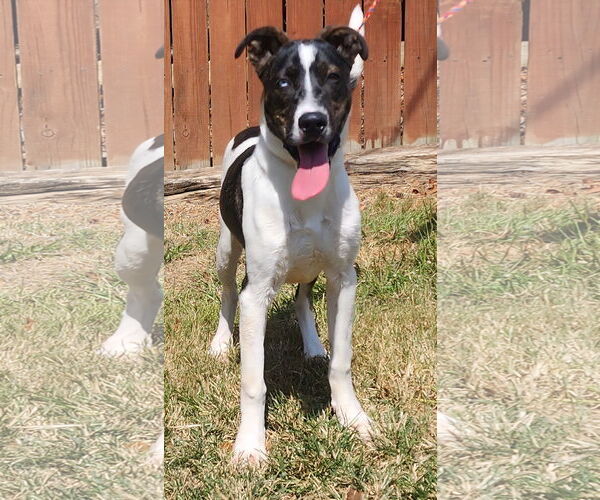 Medium Photo #2 American Pit Bull Terrier-Catahoula Leopard Dog Mix Puppy For Sale in Wetumpka, AL, USA