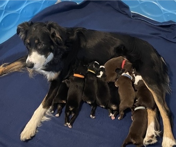 Medium Photo #1 Australian Shepherd Puppy For Sale in OLD LYME, CT, USA