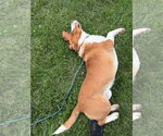Small #2 Basset Hound Mix