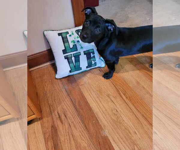 Medium Photo #3 Maltador Puppy For Sale in pomfret, CT, USA