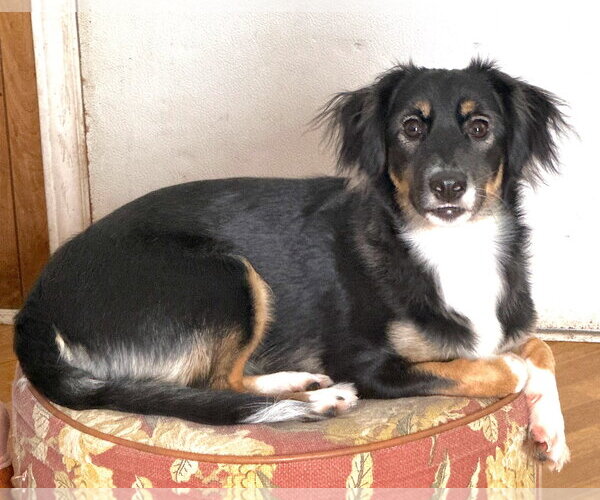 Medium Photo #3 Border-Aussie Puppy For Sale in Mount Airy, NC, USA