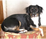 Small Photo #3 Border-Aussie Puppy For Sale in Mount Airy, NC, USA