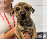 Small Retriever Mix