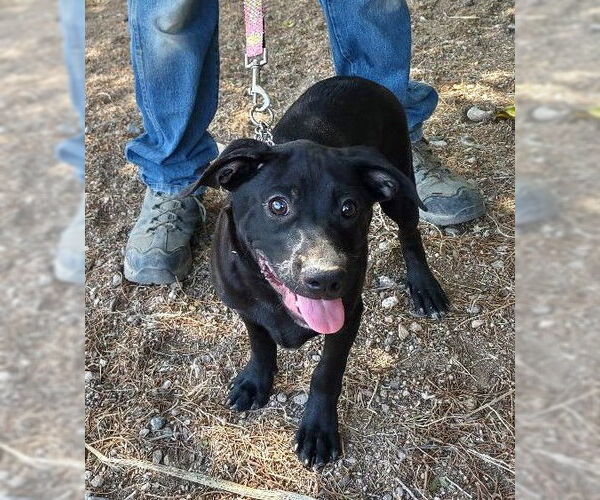 Medium Photo #1 Labrador Retriever-Unknown Mix Puppy For Sale in Golden Valley, AZ, USA