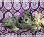 Small Photo #5 Aussiedoodle Miniature  Puppy For Sale in OXFORD, PA, USA