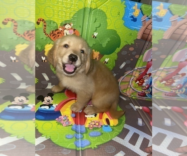 Medium Photo #4 Golden Retriever Puppy For Sale in HOUSTON, TX, USA
