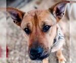 Small #1 German Shepherd Dog Mix