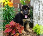 Small Photo #5 German Shepherd Dog Puppy For Sale in FREDERICKSBG, OH, USA