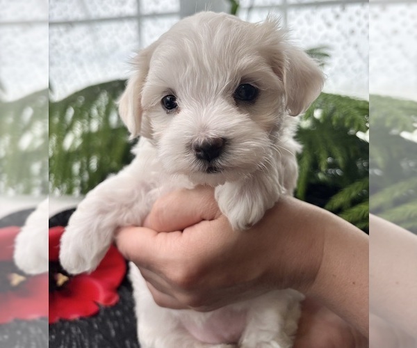 Medium Photo #8 Maltese Puppy For Sale in ROCK STREAM, NY, USA