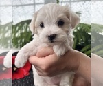 Small #7 Maltese