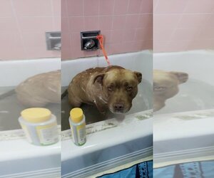 Mason - Male American Pit Bull Terrier-Unknown Mix Dog for Adoption - Photo #3