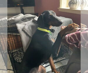 Doberman Pinscher Dogs for adoption in Minneaoplis, MN, USA