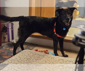 Cardi - Female Shepradors Dog for Adoption - Photo #20