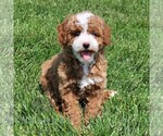 Small #3 Cavapoo