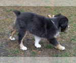 Small Photo #2 Miniature Australian Shepherd Puppy For Sale in HILLIARD, OH, USA