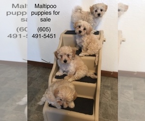 Maltipoo Puppy for sale in WAGNER, SD, USA