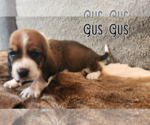 Puppy Gus Gus Basset Hound
