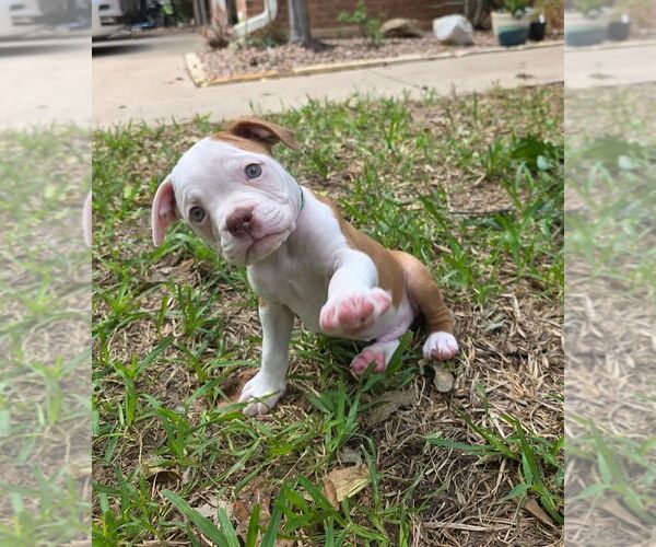 Medium Photo #1 Olde English Bulldogge Puppy For Sale in AUSTIN, TX, USA