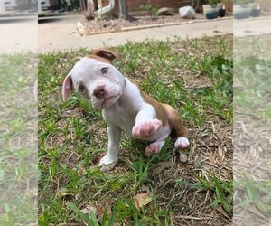 Medium Olde English Bulldogge