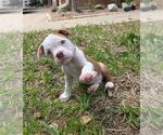 Puppy Wyatt Olde English Bulldogge