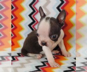 Boston Terrier Puppy for sale in BEND, OR, USA