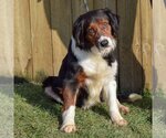 Small Photo #2 Australian Shepherd-Collie Mix Puppy For Sale in Huntley, IL, USA