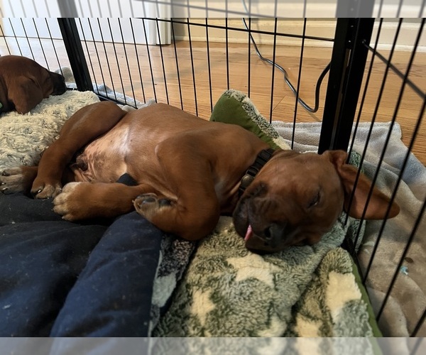 Medium Photo #6 Rhodesian Ridgeback Puppy For Sale in MURFREESBORO, TN, USA