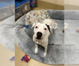 Boxer-Unknown Mix Dogs for adoption in Chula Vista, CA, USA