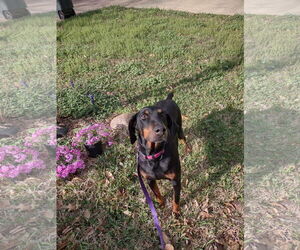 Doberman Pinscher Dogs for adoption in Huntsville, TX, USA