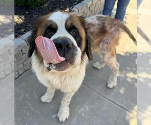 Saint Bernard Dogs for adoption in Santa Maria, CA, USA