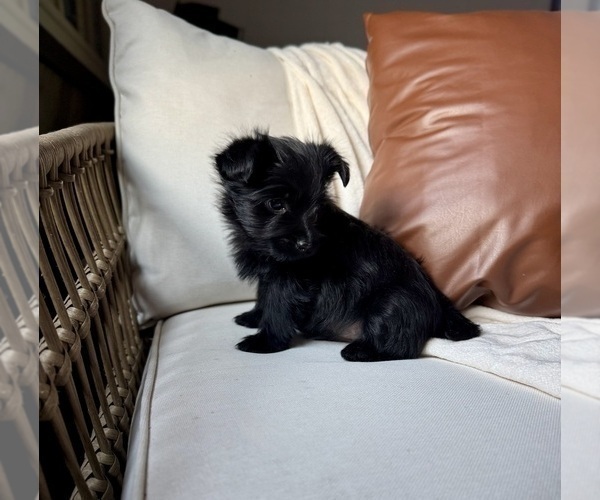 Medium Photo #4 YorkiePoo Puppy For Sale in BREMEN, IN, USA