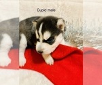 Small Photo #3 Siberian Husky Puppy For Sale in WASHBURN, WI, USA