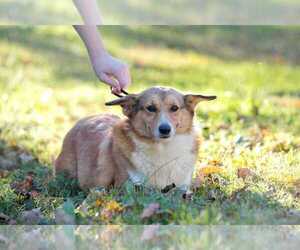 Pembroke Welsh Corgi Puppy for sale in CARLISLE, PA, USA