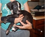 Small Photo #1 Great Dane Puppy For Sale in SPRAGGS, PA, USA