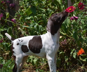 German Shorthaired Pointer Puppy for sale in DAWSONVILLE, GA, USA