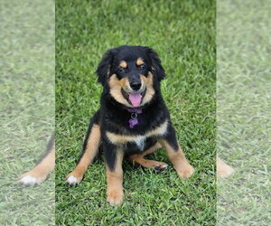 Australian Retriever Dogs for adoption in Fort Worth, TX, USA