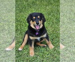 Small Australian Retriever