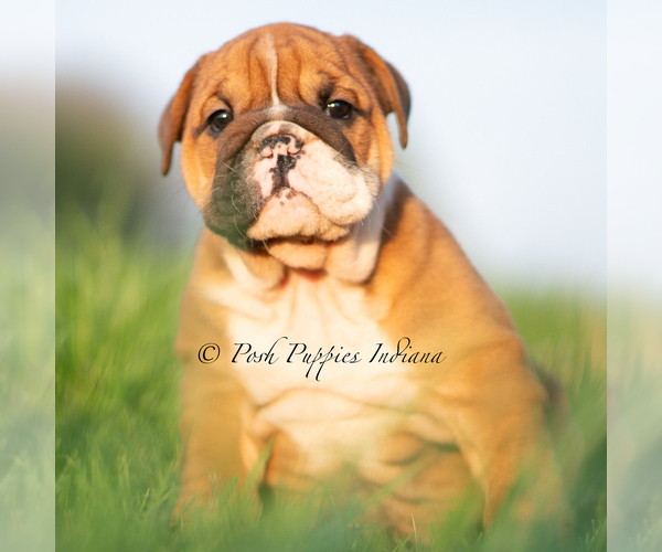 Medium Photo #5 English Bulldog Puppy For Sale in WARSAW, IN, USA
