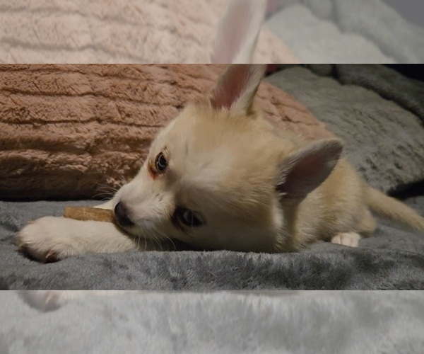 Medium Photo #184 Pomsky Puppy For Sale in LOVELAND, CO, USA
