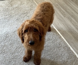 Goldendoodle Puppy for sale in MISHAWAKA, IN, USA