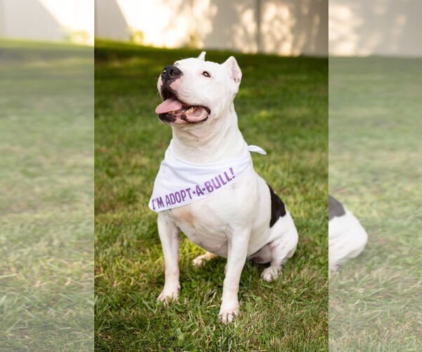 Medium Photo #8 American Pit Bull Terrier-Unknown Mix Puppy For Sale in Crete, IL, USA