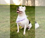 Small #7 American Pit Bull Terrier Mix