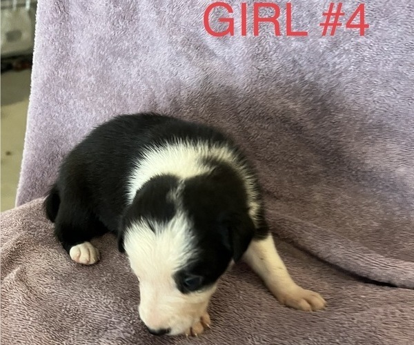 Medium Photo #1 Border Collie Puppy For Sale in RAYMOND, NE, USA