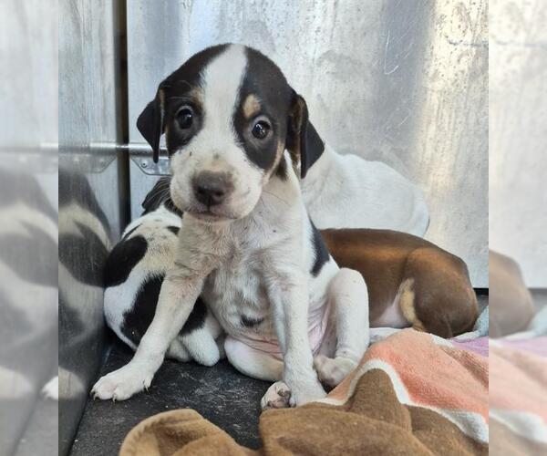 Medium Photo #1 Mutt Puppy For Sale in San Antonio, TX, USA