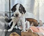 Small Mutt