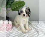 Small #2 Cavapoo