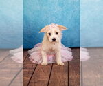 Small Mutt