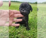 Small Photo #9 Pug Puppy For Sale in CORY, IN, USA